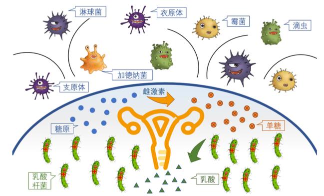 阴道菌群