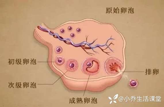 起卵泡