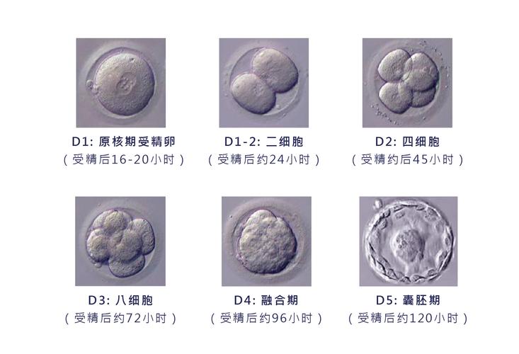 囊胚培养