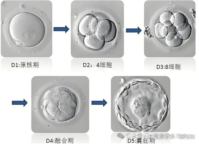 胚胎稳定性