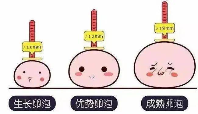 卵子小