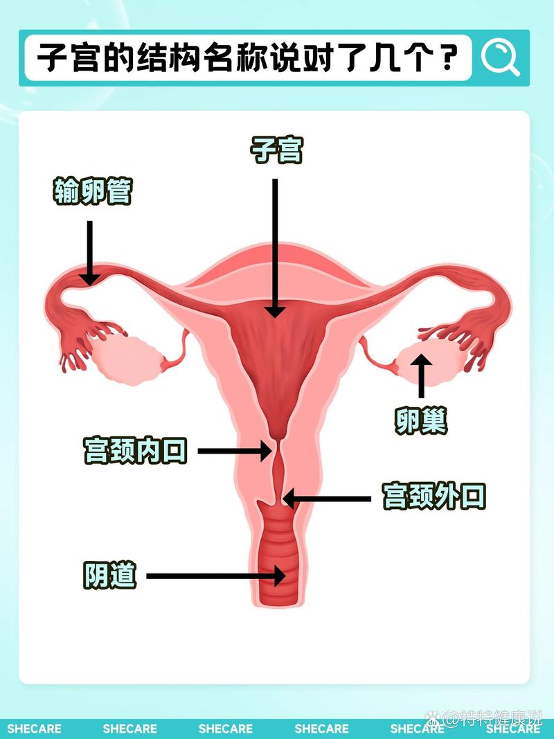 子宫小