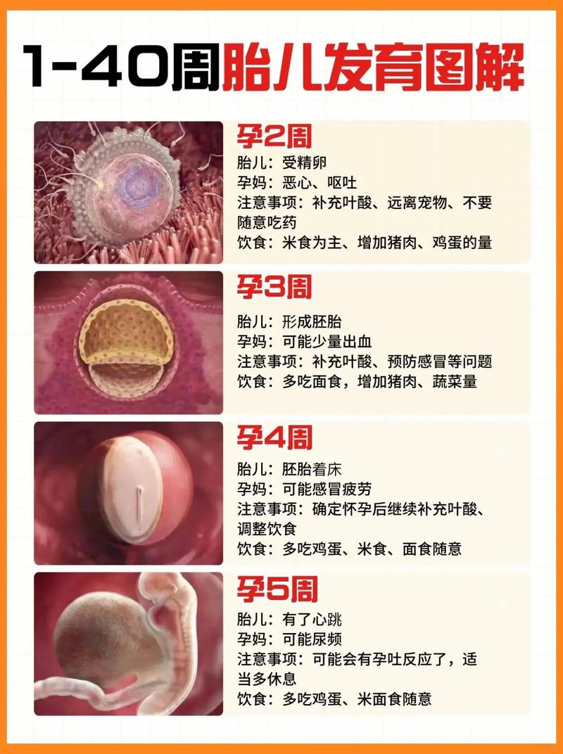 胚胎发育关键因素