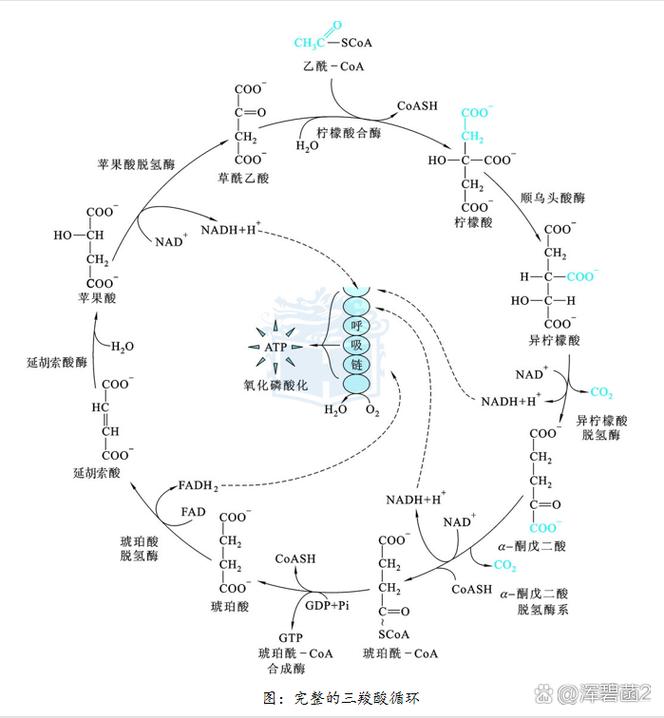  生化反应