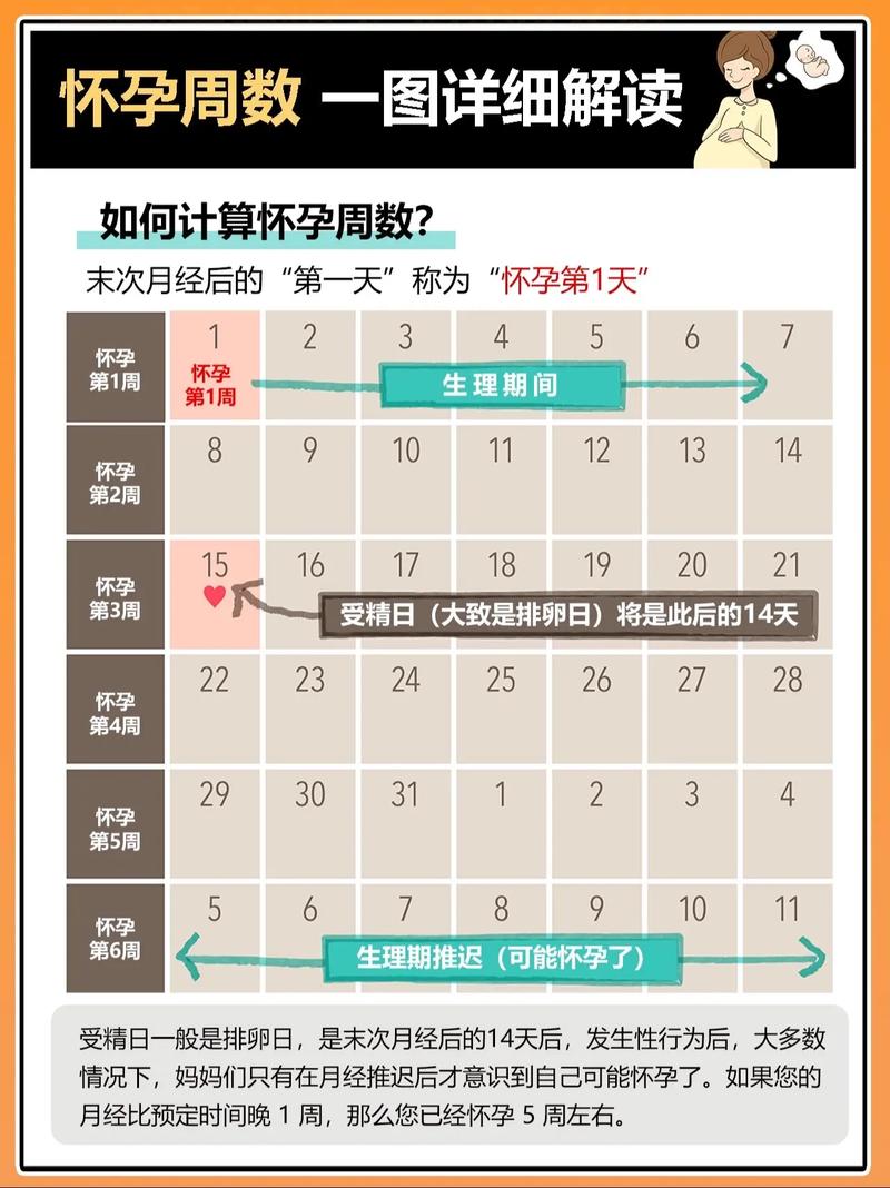 受孕计算