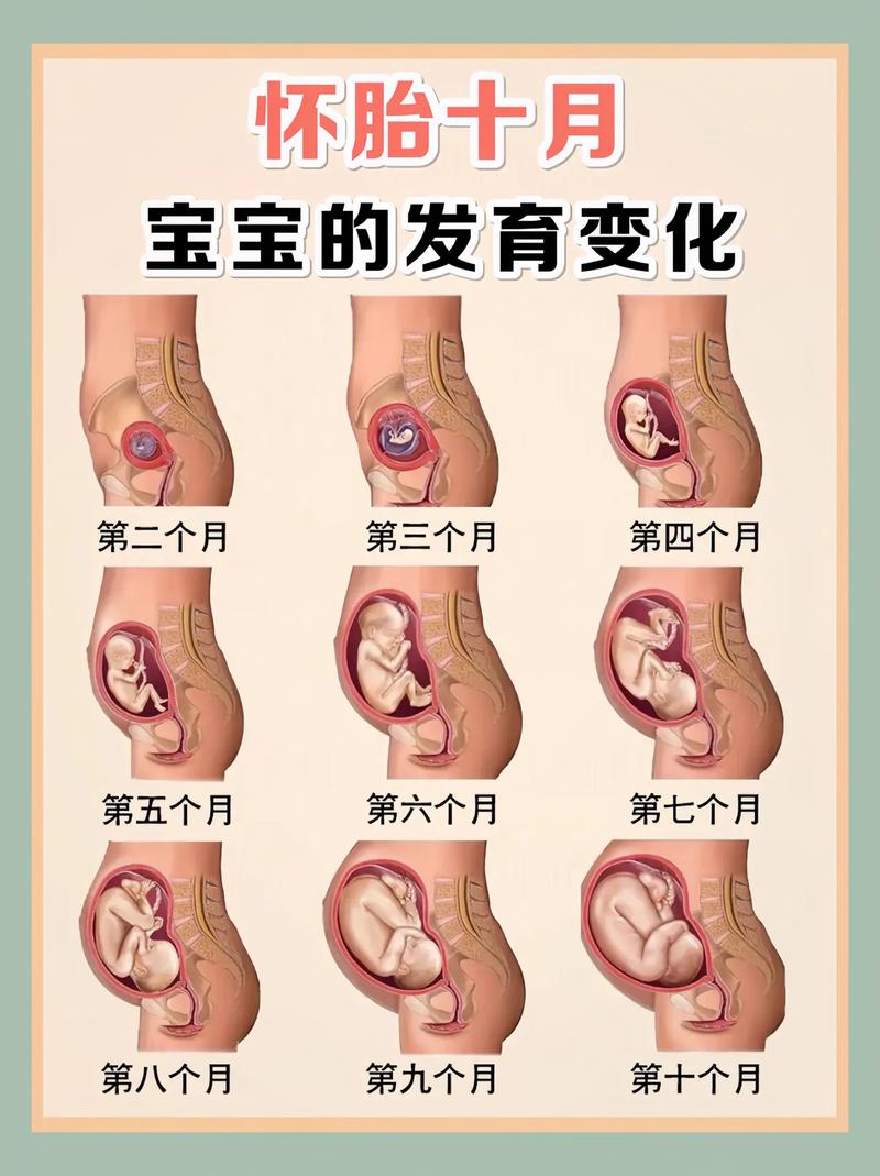 12-16 周