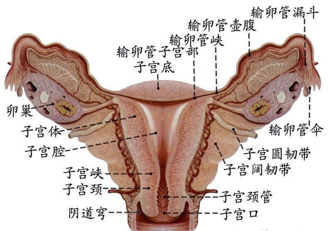 子宫形态