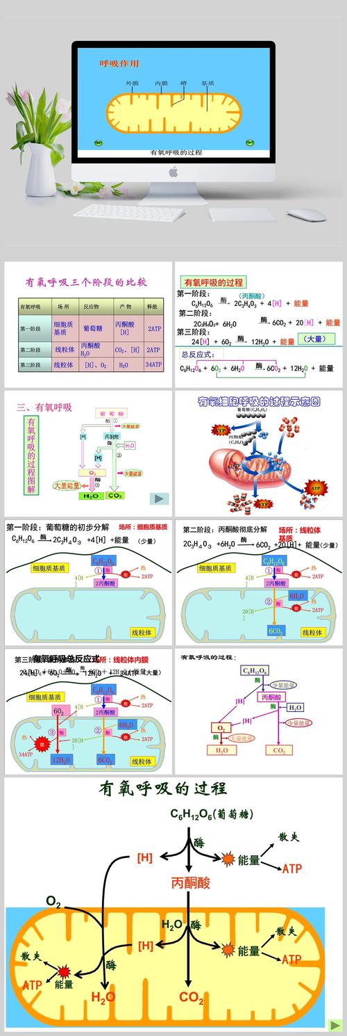 过程演示