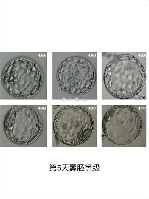 胚胎质量差