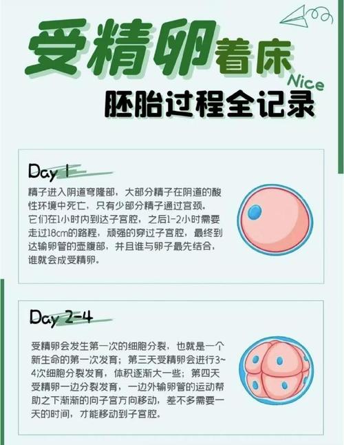 试管婴儿、移植着床成功率、医疗、生殖