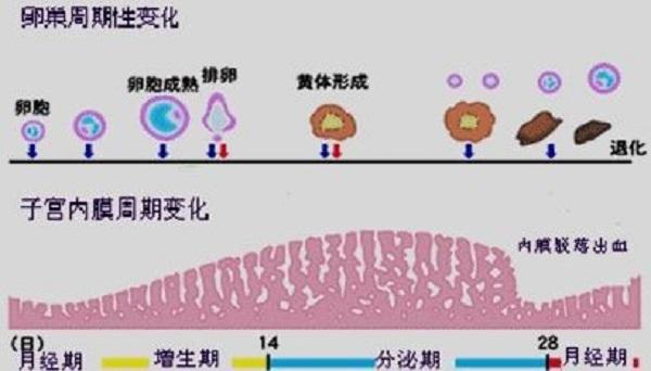 内膜转化
