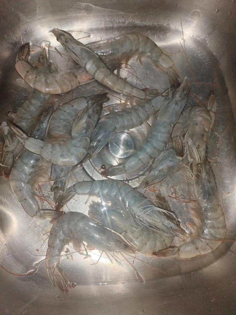 食用虾