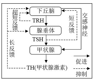 垂体调节