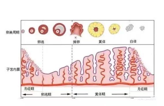 内膜生长与成功率