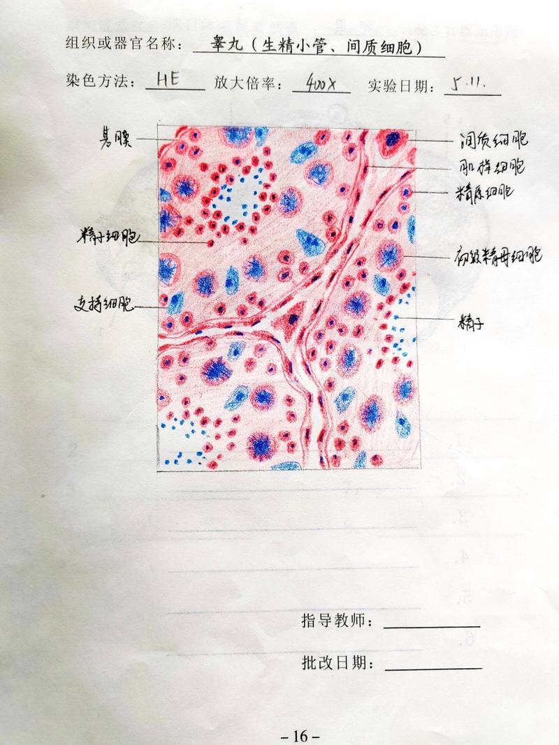 生精细胞
