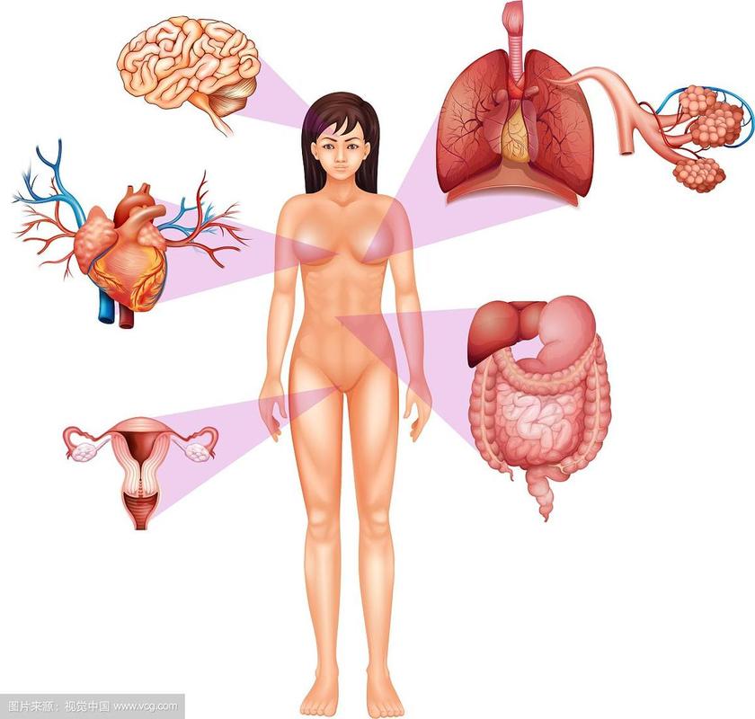 女性身体