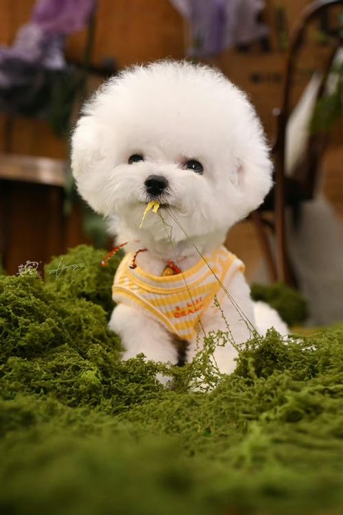 宠物