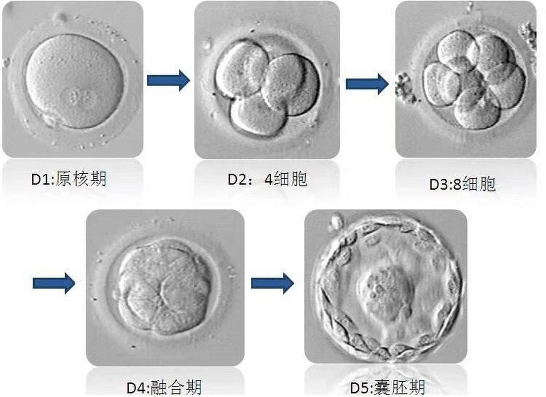 囊胚形成过程