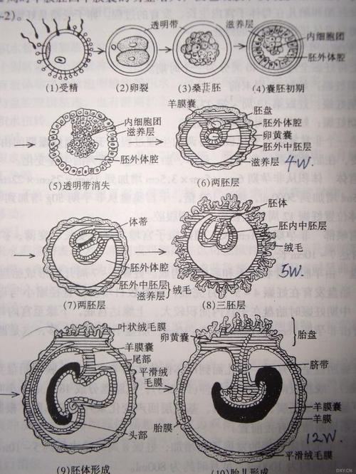 囊胚结构