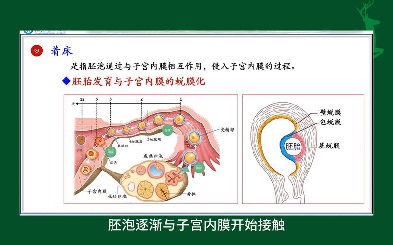 着床
描述: 本文详细解析了试管婴儿中胚胎发育的全过程，包括受精卵形成、早期分裂、囊胚形成、着床及发育成胎儿各阶段，还阐述了影响胚胎发育的因素，助您了解试管婴儿成功的关键。