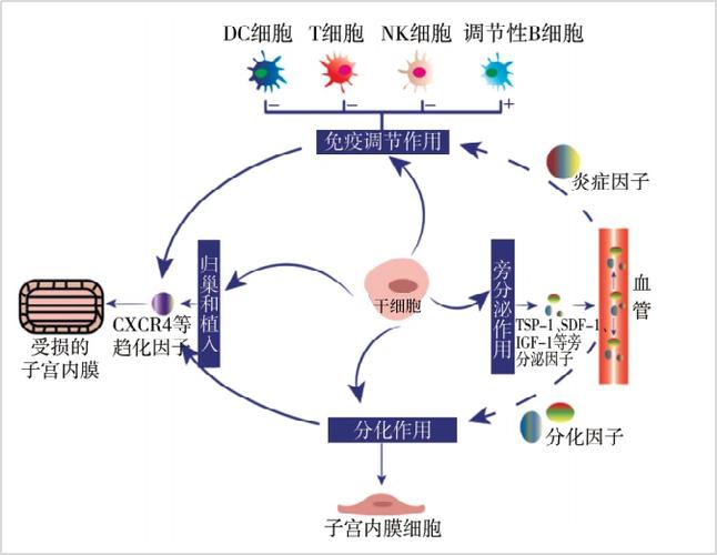  干细胞疗法