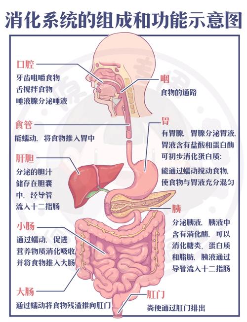 消化功能