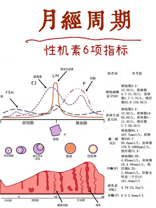 荷尔蒙变化