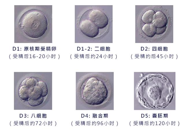 冻囊胚 4AA