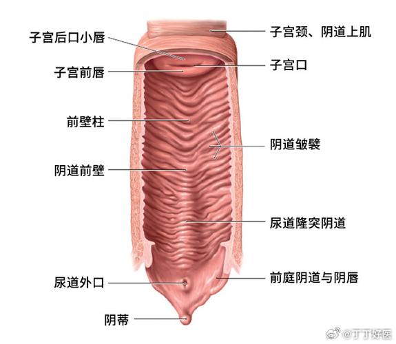 子宫前壁