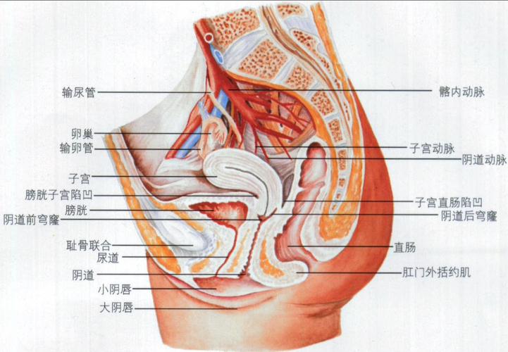 子宫底部