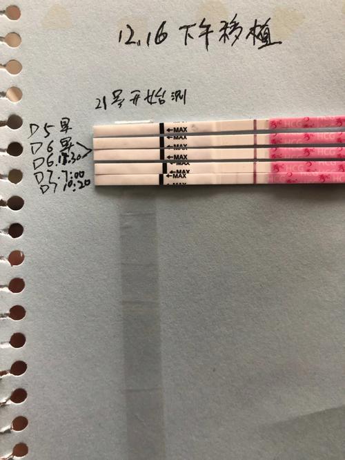 养囊胚 7 天