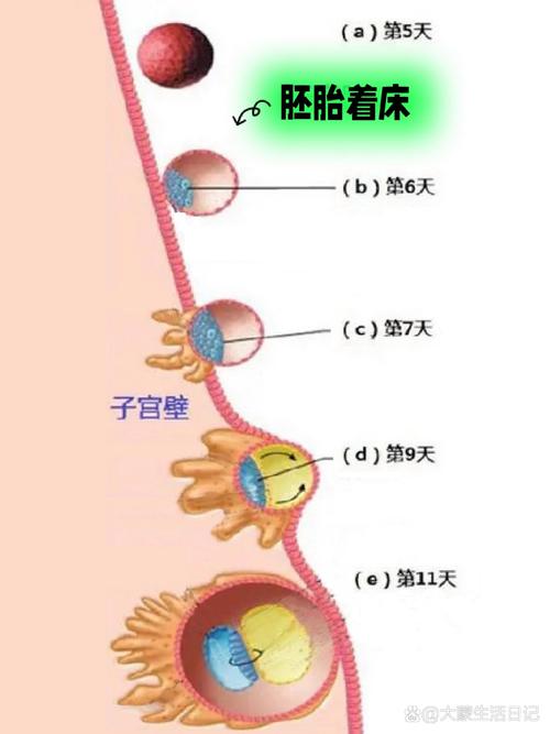 鲜胚着床晚