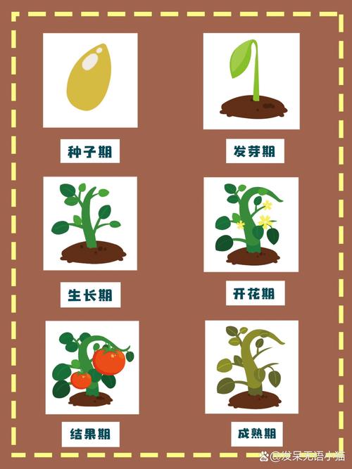  成长过程