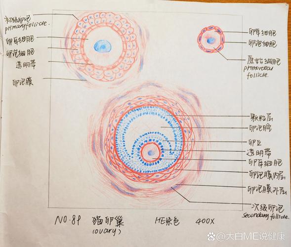三个卵泡