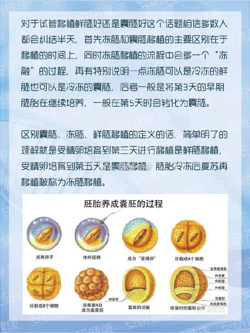 试管婴儿成功率的关键：准备多少胚胎才合适？