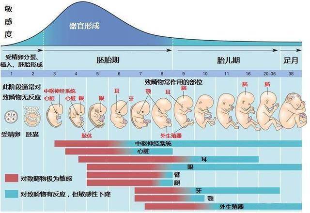 胚胎形成概率