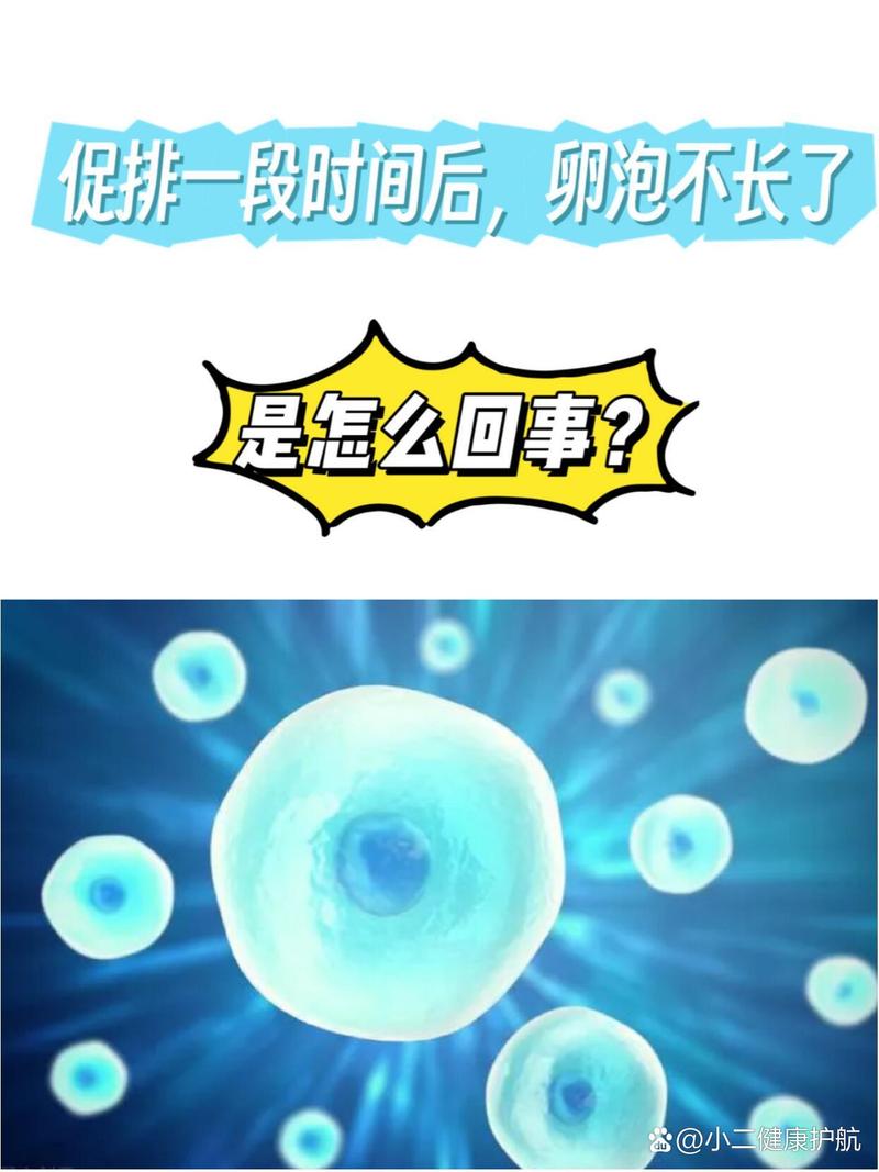 不长卵泡