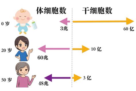 细胞数量