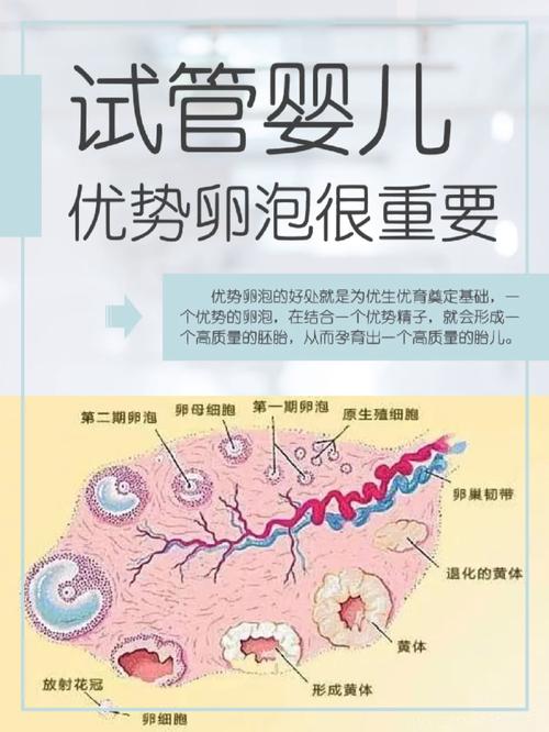 试管婴儿过程中卵泡成熟需要几天时间？