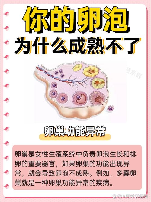  卵泡不成熟