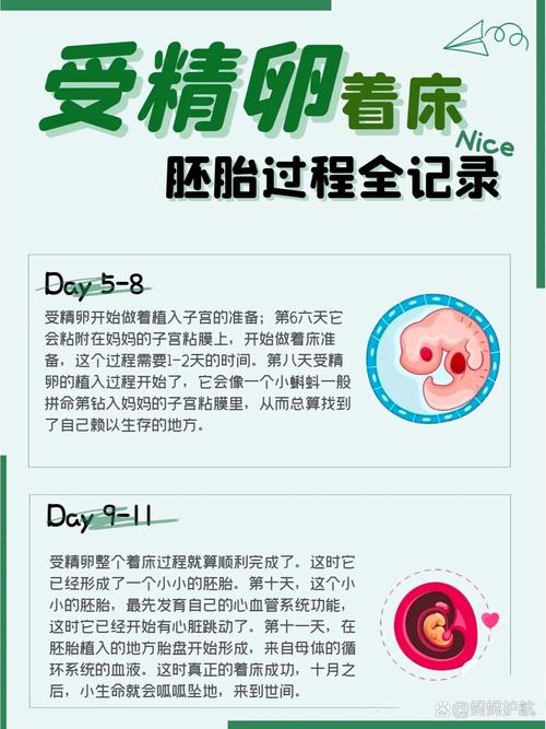 试管婴儿移植设备，创新技术，应用前景，胚胎着床率，市场规模