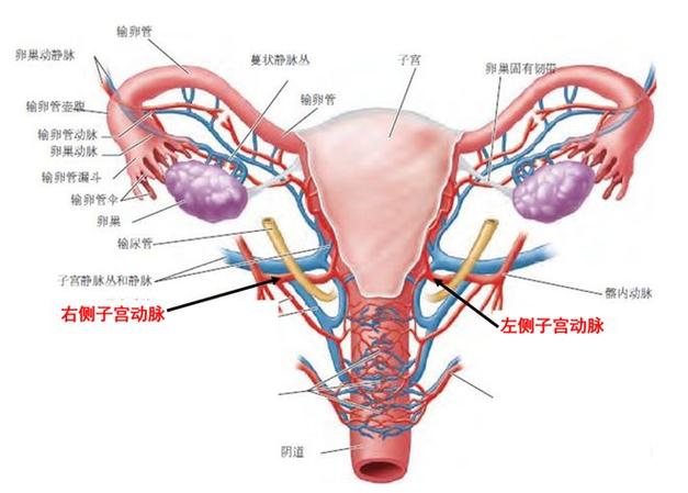 盆腔环境