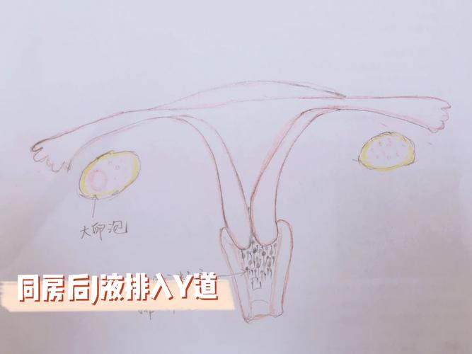 自然受孕干扰