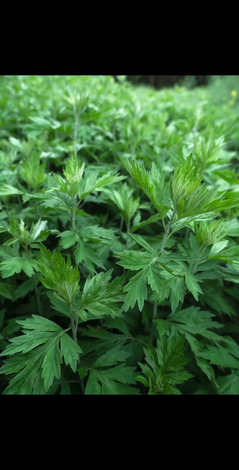 艾草