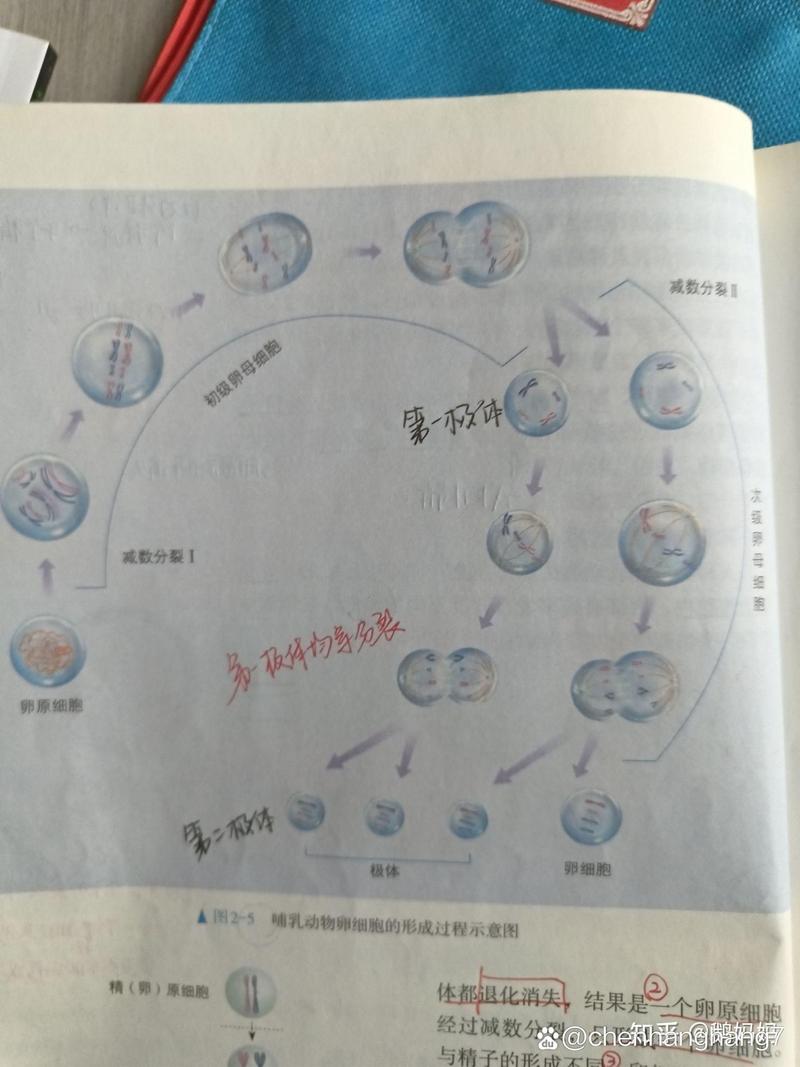 卵细胞损伤减少