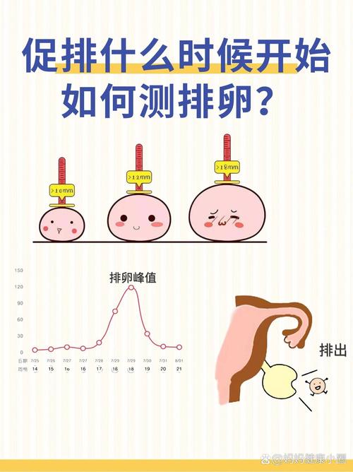  促排阶段