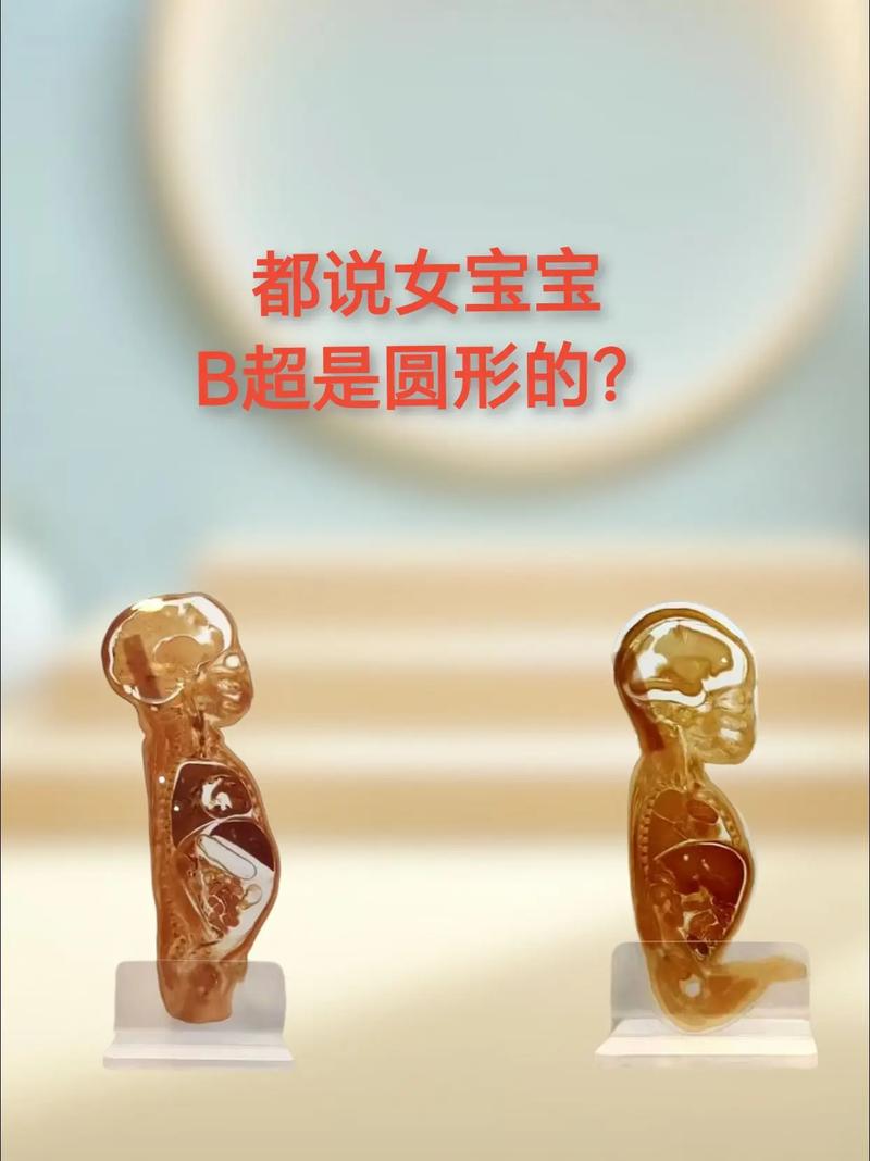 圆形胚胎