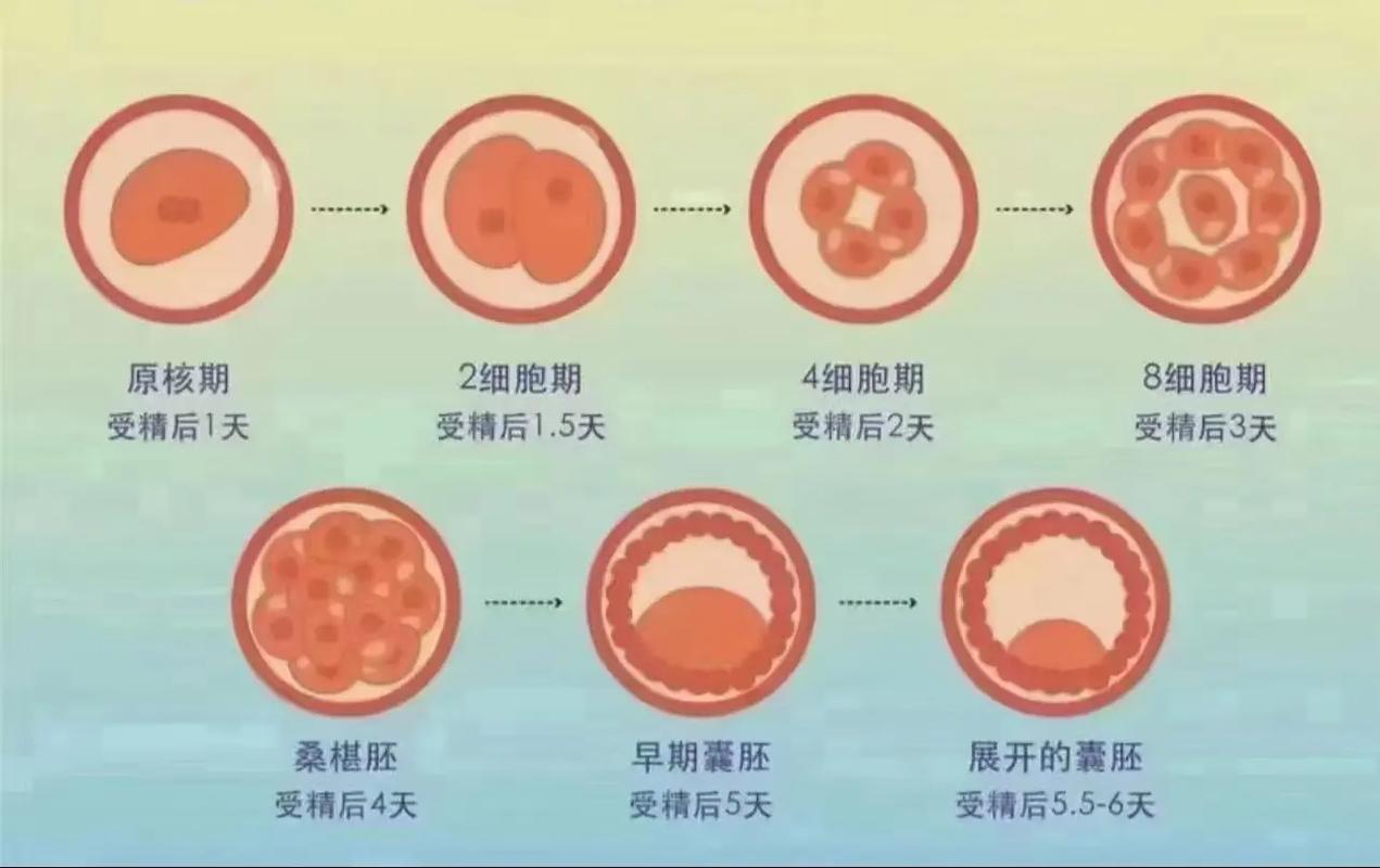  桑椹胚