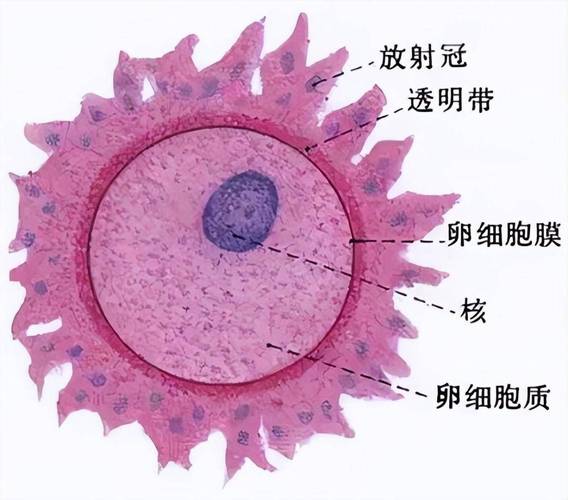 卵子细胞