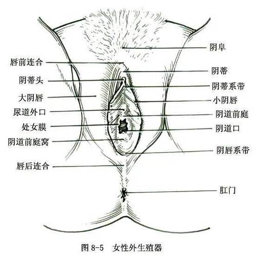 女性生殖系统